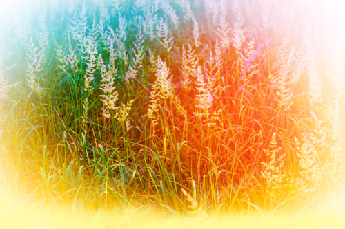 Preview: Blurred Image Of Grass. Summer Colorful Abstract Background.