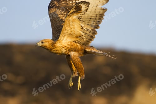Preview: Flying Wild Bird. Blue Sky Background. Bird: Long Legged Buzzard. Buteo Rufinus.