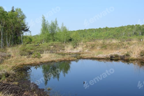 Preview: Moorland Near Steinhude/Lower Saxony
