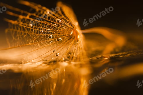 Preview: Dandelion Seed With Waterdrops On Dark Background