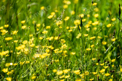 Preview: Midsummer Countryside Meadow With Flowers. Abstract Close Up Neutral Background. White And Yellow