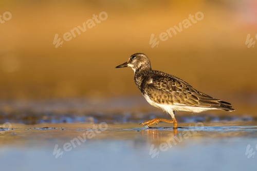 Preview: Cute Water Bird. Colorful Nature Background. Bird: Ruddy Turnstone.