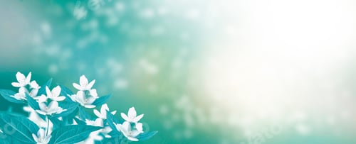 Preview: White Jasmine. The Branch Delicate Spring Flowers