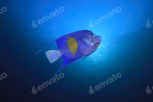 Preview: Yellowbar Angelfish (Pomacanthus Imperator) In Blue Water