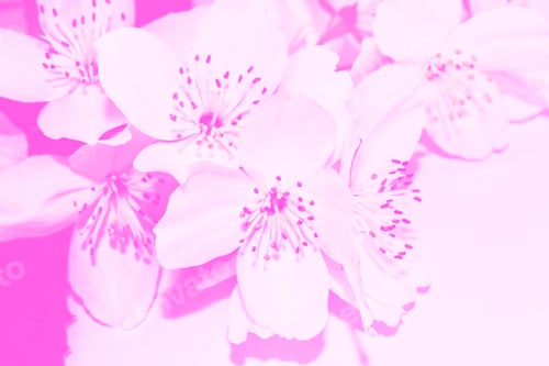 Preview: White Jasmine. The Branch Delicate Spring Flowers