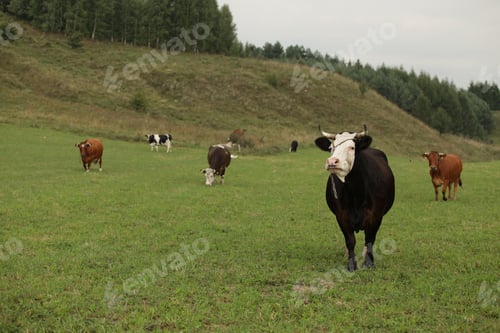 Preview: Portrait Of A Big White And Black Bull With Huge Horns With A Herd Of Brown And Black Cows, On A