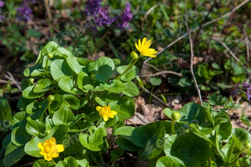 Preview: Close Up View Of Marsh Marigold Known As Caltha Palustris In Yellow Growing On Wet Woodland At