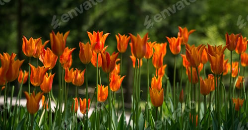 Preview: Flowers And Plants In The Gardens Of Arboretum Volcji Potok