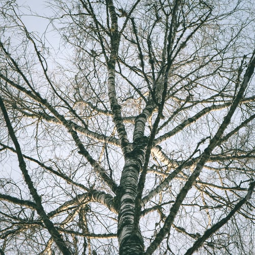Preview: Winter Tree Branches In Abstract Textured Background - Instant Vintage Square Photo