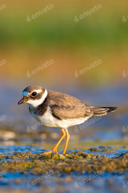 Preview: Cute Little Water Bird. Blue, Yellow, Green, Nature Background. Bird: Common Ringed Plover