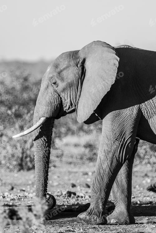 Preview: African Elephant In The Kruger National Park, South Africa