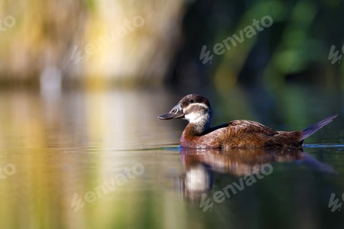 Preview: Duck Swimming In Lake. White Headed Duck White Headed Duck Oxyura Leucocephala