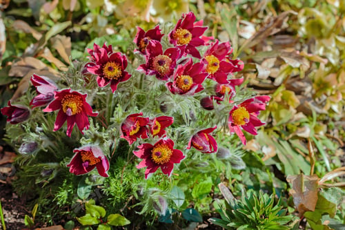Preview: Beautiful Spring Red Flowers Pasqueflower Garden. Pasqueflower (Pulsatilla Vulgaris) In Spring