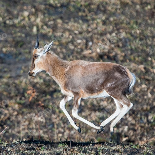 Preview: A Blesbok Antelope (Damaliscus Pygargus) In The Malolotja Nature Reserve, Swaziland