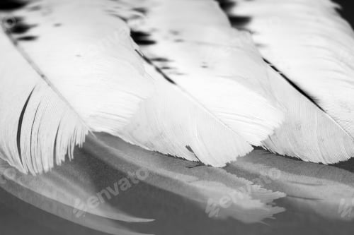 Preview: Black And White Photo Of Hen Feather With Details And Reflexions