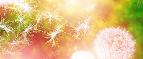 Visualização: Flor fofa de dente-de-leão no contexto da paisagem de verão.