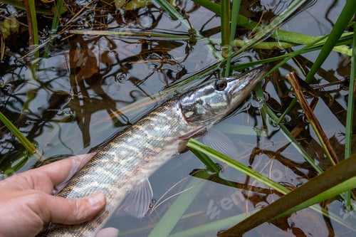 Preview: Freshwater Northern Pike Fish Know As Esox Lucius In Mans Hand. Fishing Concept, Catch And Release