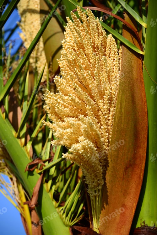 Preview: Phoenix Roebelenii (Pygmy Date Palm) Flowers
