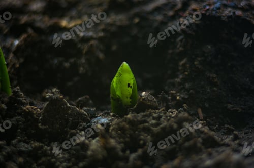 Preview: Growing Little Green Sprouts Of Young Plants