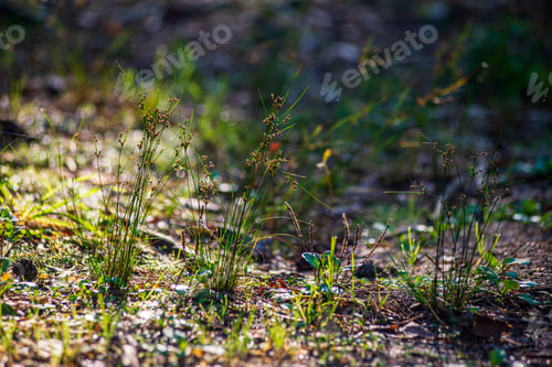 Preview: Ground Soil Texture With Tree Roots And Old Vegetation Leftovers. Abstract Background