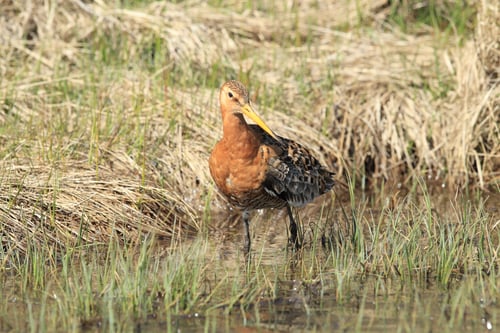 Preview: Black-Tailed Godwit, Limosa Limosa Iceland