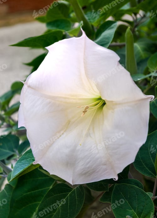 Preview: Devil'S Trumpet, Datura Metel
