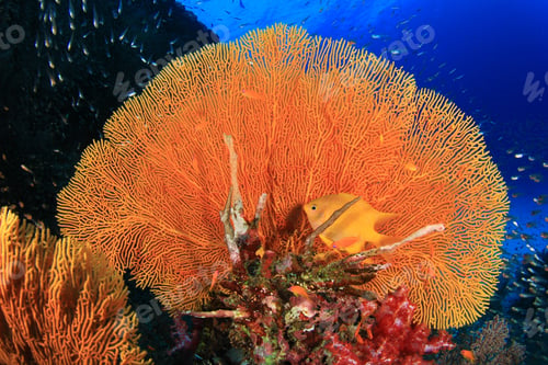 Preview: Coral Reef And Fish Underwater In Ocean