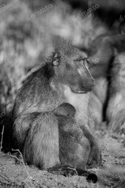 Preview: Baboon In The Kruger National Park, South Africa