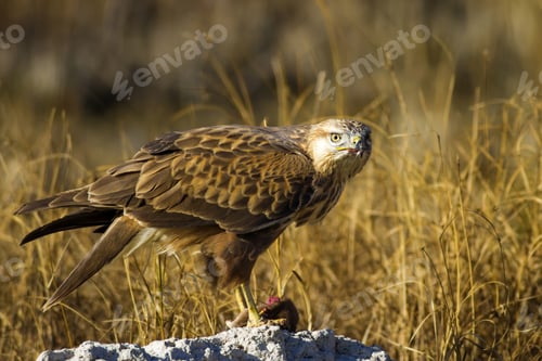 Preview: Bird Of Prey. Buzzard And Its Hunt Least Weasel. Yellow Nature Habitat Background. Bird: Long
