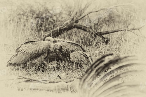 Preview: Vintage Style Image Of Vultures In The Etosha National Park, Namibia