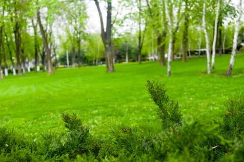 Preview: Spring City Park - Blooming Flower And Trees, Bright Green Grass