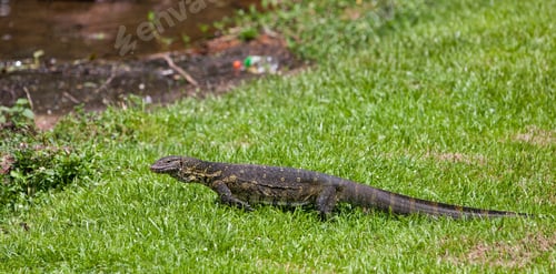 Preview: Monitor Lizard On Ngamba Island, Lake Victoria, Uganda