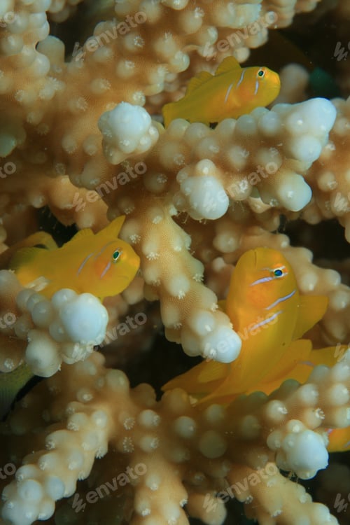 Preview: Citron Coral Gobies (Gobiodon Citrinus) In Acropora Coral