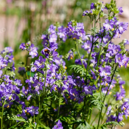 Preview: The Bee Collects Nectar On The Flowers Of Polemonium Blue. Polemonium Caeruleum, Known As