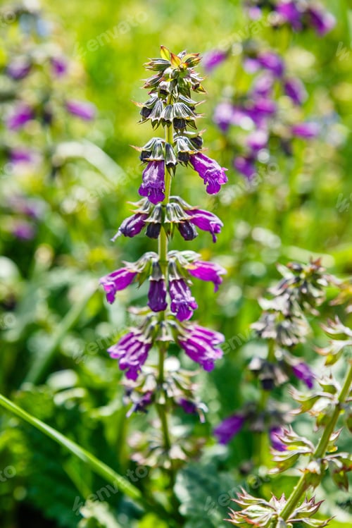 Preview: Purple Salvia Horminum On Green Flowerbed. Medicinal And Aromatic Plants In The Garden.