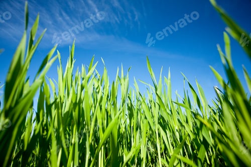 Preview: Vibrant Landscape With A Wheat Field At Sunset