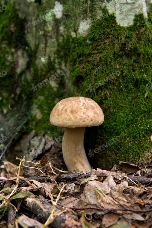 Preview: Boletus Edulis (English: Cep, Penny Bun, Porcino, Or King Bolete, Usually Called Porcini Mushroom)