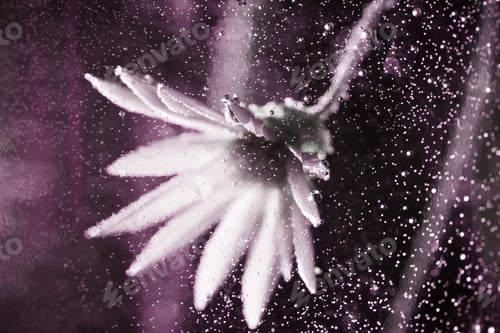 Preview: Abstract Underwater Composition With Dried Flower, Bubbles And Light