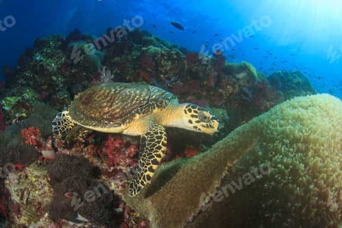 Preview: Hawksbill Sea Turtle