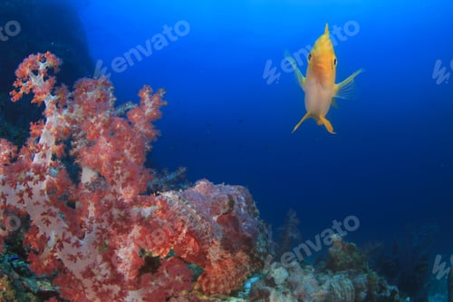 Preview: Coral Reef And Fish Underwater In Ocean