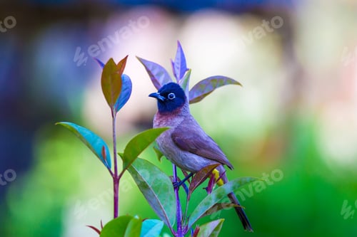 Preview: White Spectacled Bulbul. Green Nature Background. Pycnonotus Xanthopygos
