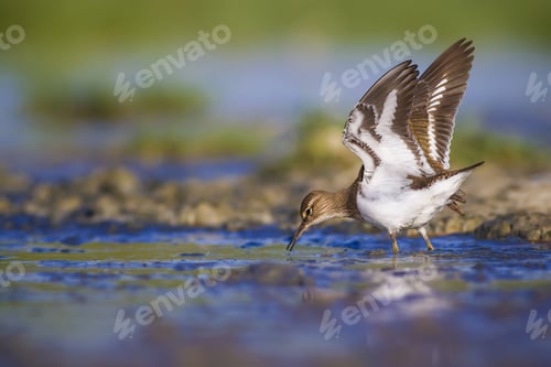 Preview: Sandpiper Common Sandpiper / Actitis Hypoleucos