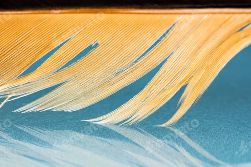 Preview: Colorful Hen Feather With Details And Reflexions