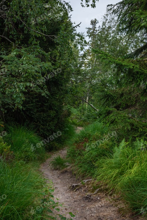 Preview: Wild Hiking Trail In The Black Forest Of Germany