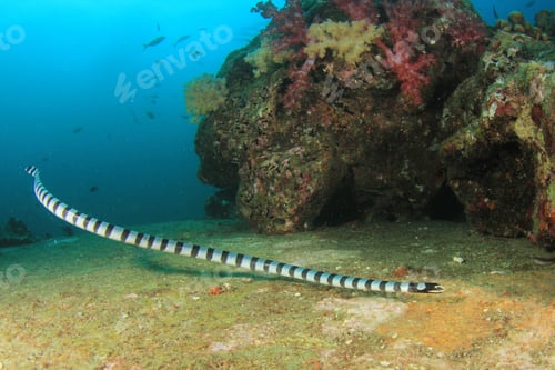 Preview: Banded Sea Snake