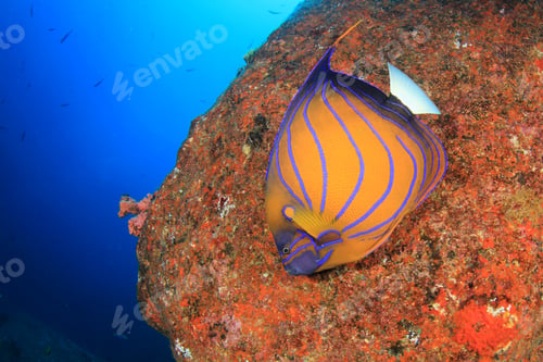 Preview: Blue Ringed Angelfish Fish