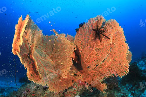 Preview: Underwater Coral Reef And Fish
