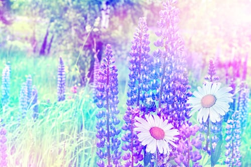 Preview: Summer Landscape With Beautiful Bright Lupine Flowers
