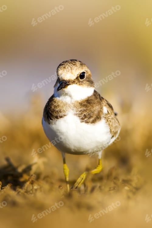Preview: Cute Little Water Bird. Yellow, Green Water Nature Habitat Background. Bird: Common Ringed Plover.