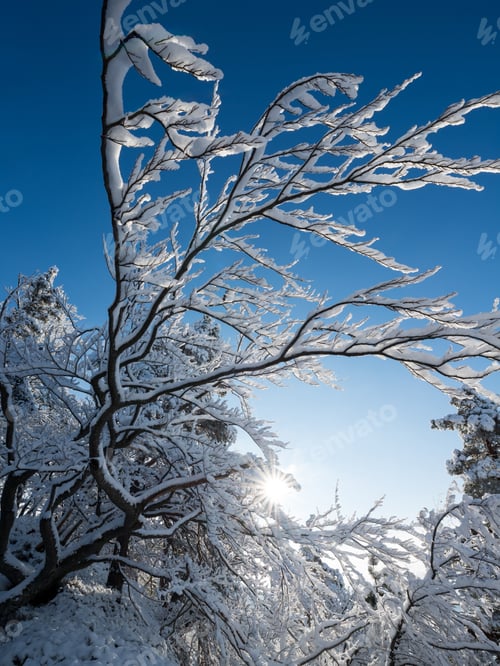 Preview: In The Winter Forest On A Snowy Day